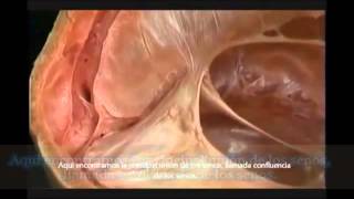 Cerebral definicion venosa trombosis