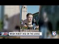 Robot dog with head of Elon Musk roaming streets of San Francisco