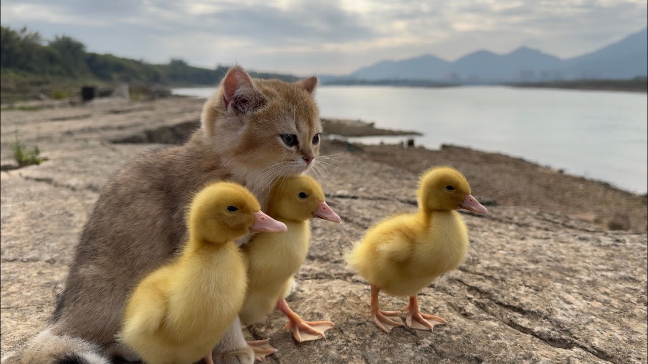 Cat duck. Утята. Котенок и утенок. Видеоролик котенок с утятами.