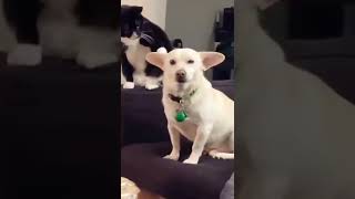 Cat Hitting Dog 🤣