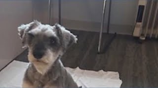 A missing Texas dog - gone for nearly 2 years - is homeward bound after being found in New Jersey