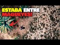 Oculto Entre Magueyes Encontramos Antiguo Pueblo de Piedra - Cazando La Historia