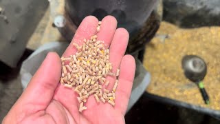 видео: Рецепт И Процесс Изготовления Комбикорм Для Кур Несушек Молодняк 6-18 Недель картинка: Рецепт И Процесс Изготовления Комбикорм Для Кур Несушек Молодняк 6-18 Недель