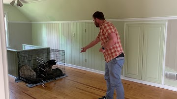 Tips to Stop Lyle from Resource Guarding His Kennel