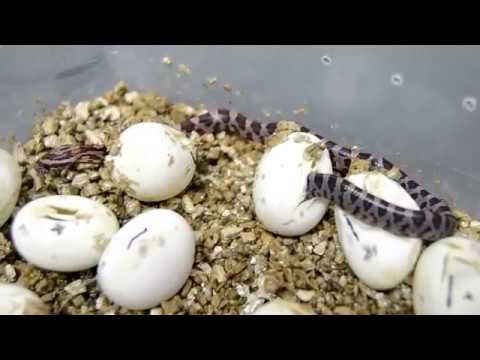 camera iphone 8 plus apk big snake giving birth tiny