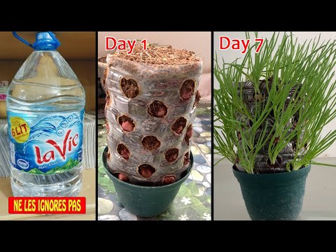 Vidéo: Onion Seed Start - Comment faire pousser des oignons à partir de graines