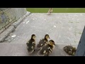 Funny ducklings jumping into water PARKOUR in Düsseldorf!