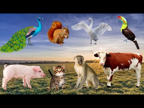 ADORABLE ANIMALS AROUND US: PEACOCK, COW, DOG, MONKEY, CAT - ANIMAL SOUNDS