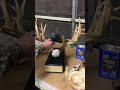 Taxidermy Today Magazine: Video 2/3 Staining Texas Whitetail Reproductions by Erich Carter