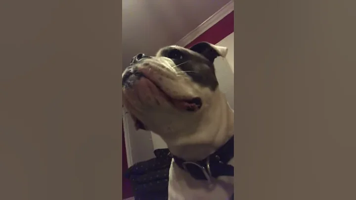 Cute dog subscribe to see more of her