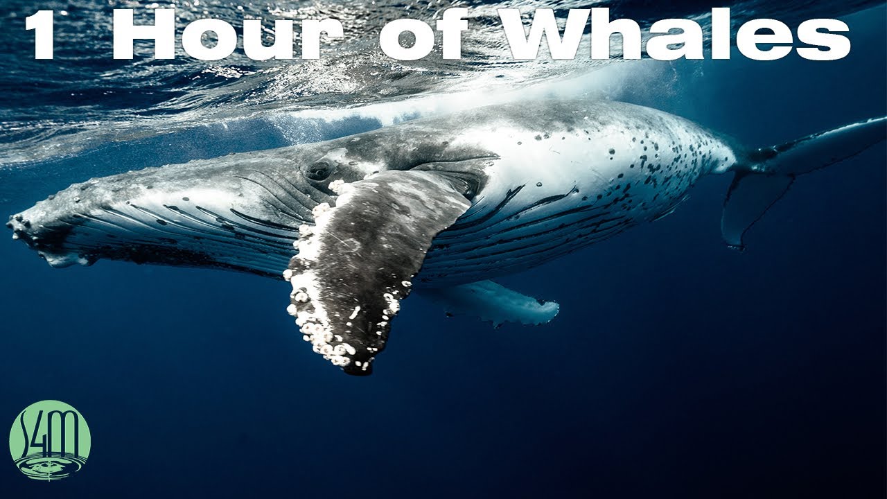 1 Hour of Whale Sounds Deep Underwater for Sleep and Relaxation - YouTube

