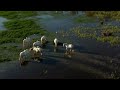 Le cheval camarguais