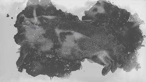 Decomposing Rabbit Study