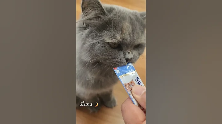 Video 7830711: british long hair kitten, britishshorthair cat cute kitten, lovely british, kitten eating