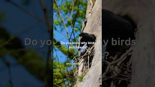 Birds nest .... #facts #birds #nest #shortvideo #shorts FactWonders78 #factwonders78