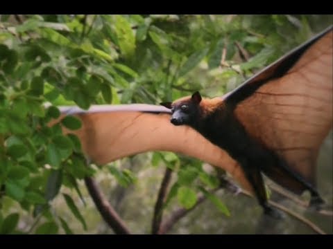 Vídeo: Estudo Longitudinal Do Padrão De Idade Específico De Infecção Por Coronavírus Na Raposa Voadora De Lyle (Pteropus Lylei) Na Tailândia