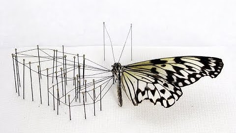 Best Practices: Broken Wing Butterfly Part 5
