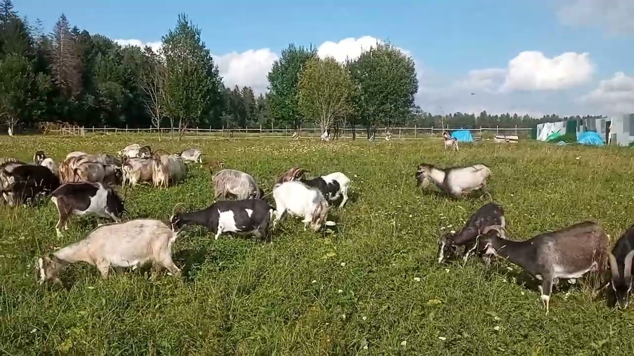 Моё Хозяйство Летний Выпас 2024 Детёныши Звери Едят Траву Козы Едят Борщевик#goat#goats#farmer