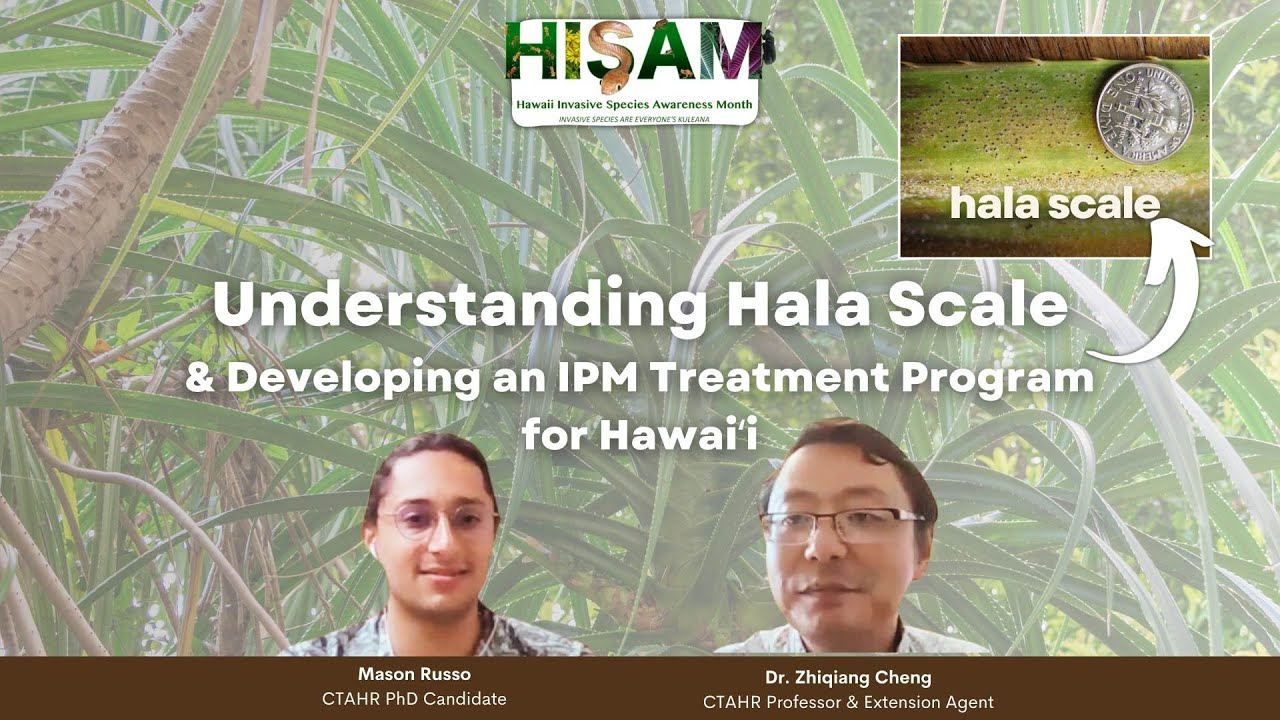 Understanding hala scale and developing an IPM program to control it in ...