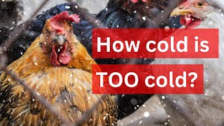 Chickens in winter | When to worry (and what to do!)