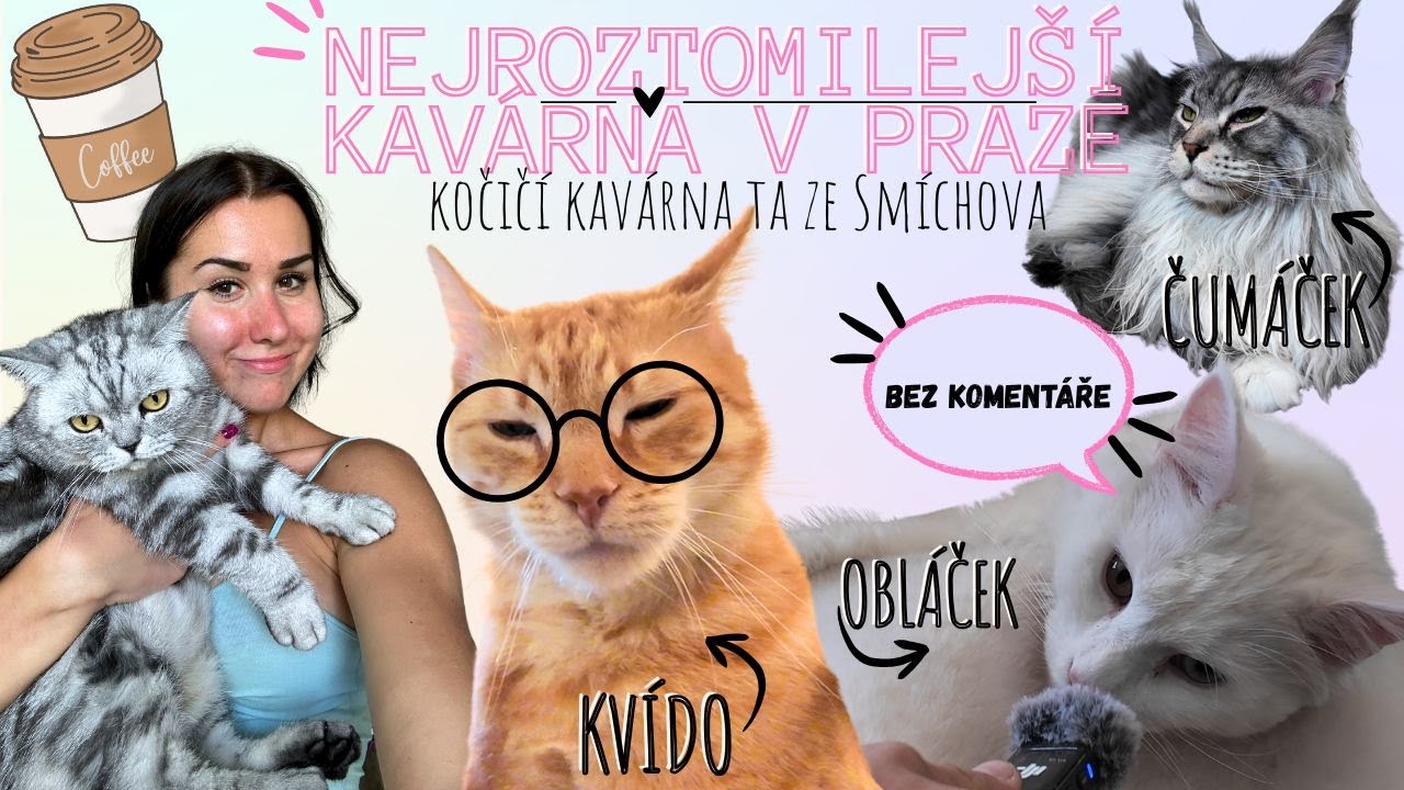 Kočičí kavárna ta ze Smíchova - Praha