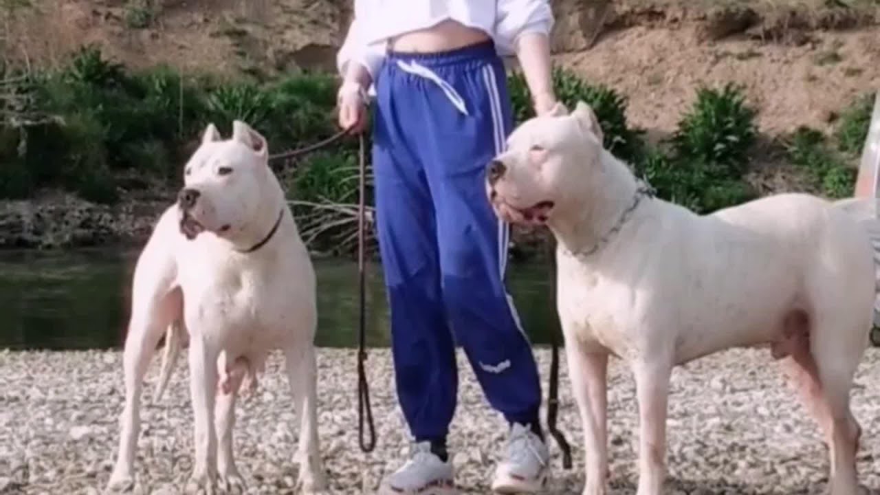 身披白甲的狂暴战士 杜高犬 Youtube