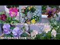 【ガーデニング】パンジービオラの寄せ植え🌼冬の花壇、リースづくり【花パトロール】
