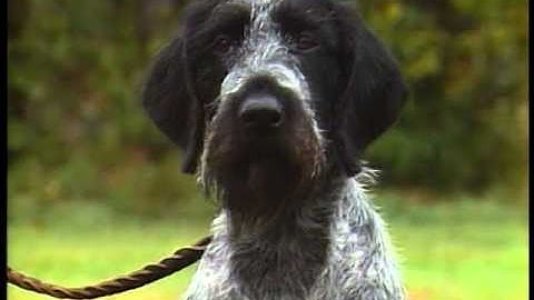 German Wirehaired Pointer - AKC Dog Breed Series