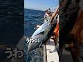 キハダマグロ入れ食い【小田原・坂口丸】 #fishing #釣り #キハダ