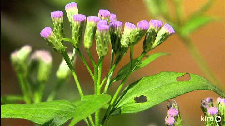 Groundcovers made for the shade|Michelle Pfluger|Central Texas Gardener