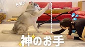 マジでお手が空振りまくるシベリアンハスキー Youtube マジでお手が空振りまくるシベリアンハスキー Youtube