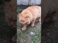 The Funniest Animals Video Of 2025 Funny Cat Dogs And Duck Make You Unable To Stop Laughing