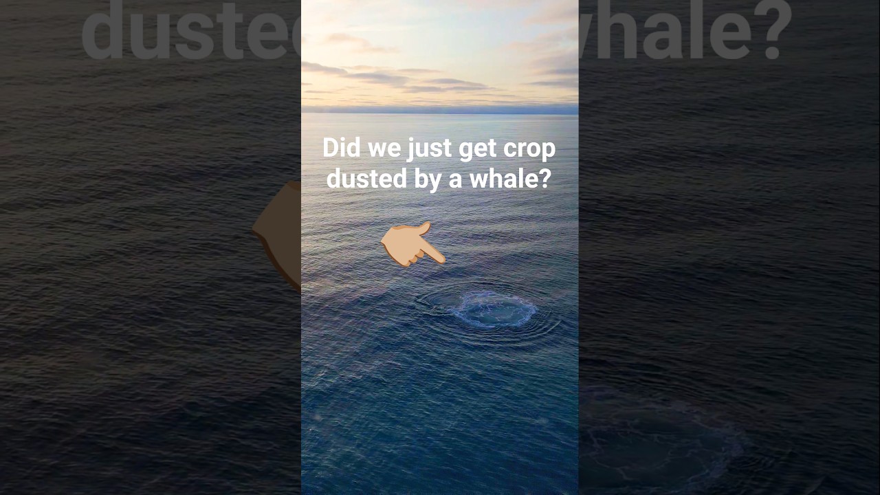 Is that a whale toot?