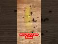 النحل كيرعى باش يديلكم عسيلة النحل كيرعى باش يديلكم عسيلة