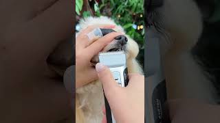왕밤코 말티푸 미용하기 | Grooming a big nose maltipoo