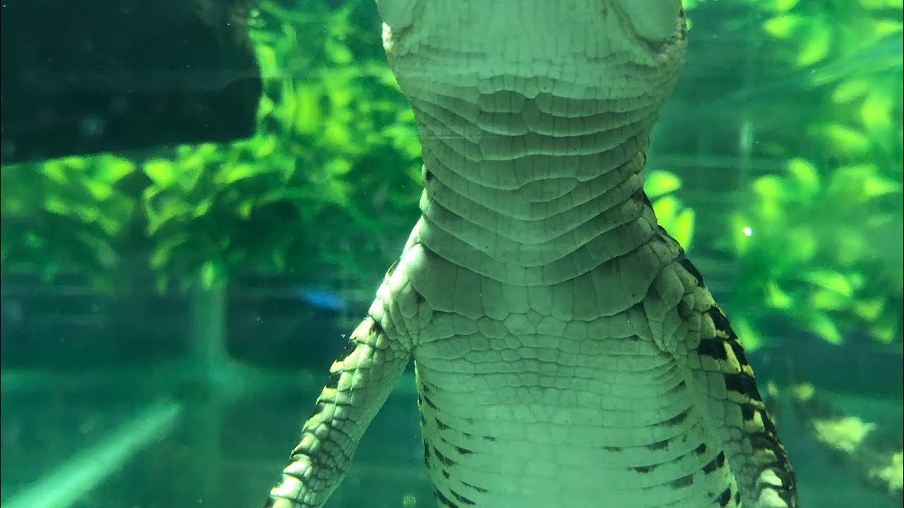 Morelet’s crocodile eating