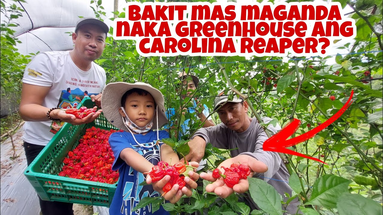 Growing Carolina Reaper in GreenHouse - Tips and Techniques sa Masaganang Ani