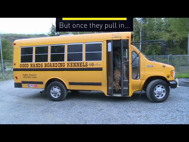 Dogs hop the bus to daycare class=