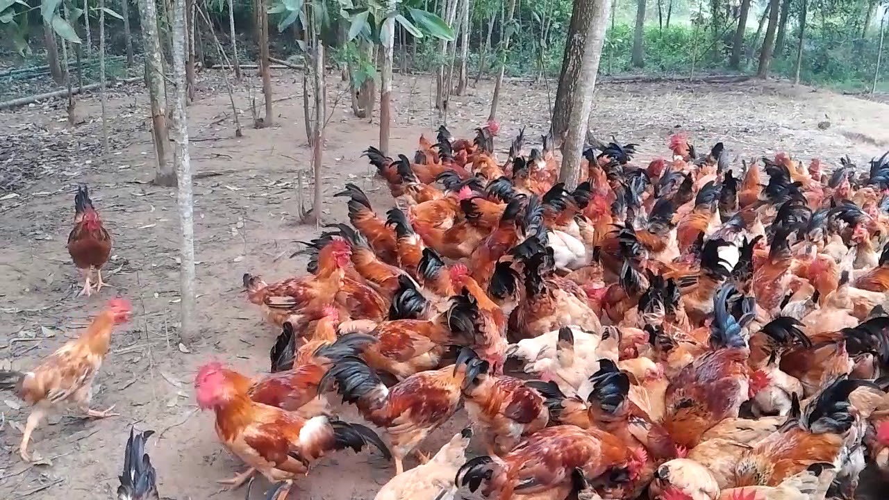 Ga Ri 3 4 3thang Ngay Youtube