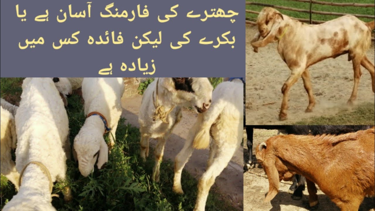 Dumba Farming in Pakistan!Kajla Dumba farming in pakistan!Sheeps mandi