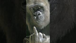 How Animal Looks Whiteout Hair #viral #animals #shorts #ytshorts #trend #haircut #funny #comedy