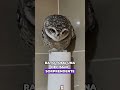 The owl that wants to take people away #animals #Friendship #Us