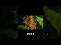saprophytic nutrition #learnscience #science #saprophytic #nutrition