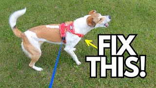 3 Surprising Tips to Fix Your Dog’s Leash Reactivity