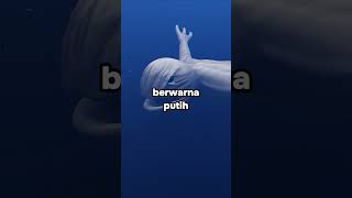 Download Lagu Ningen monster laut antartika 😰 | #shortvideo #creepy #ningen #jepang MP3