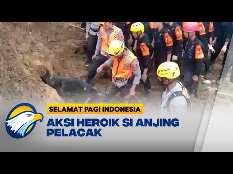 Video: Apakah pelatihan penciuman berhasil?