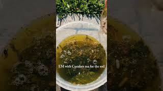 EM with Comfrey tea for the soil #comfrey