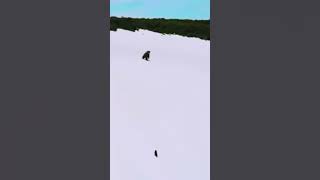 Baby Bear struggle for life &amp; win #shorts