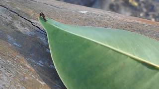 Inchworm on a log 2