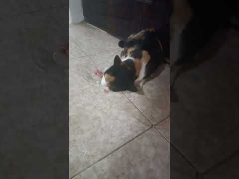 اخه چقدر باید دوست داشتنی باشی که من گوشت فریزرمو بهت بدم سابسکرایب کنید اگه دوسم دارین